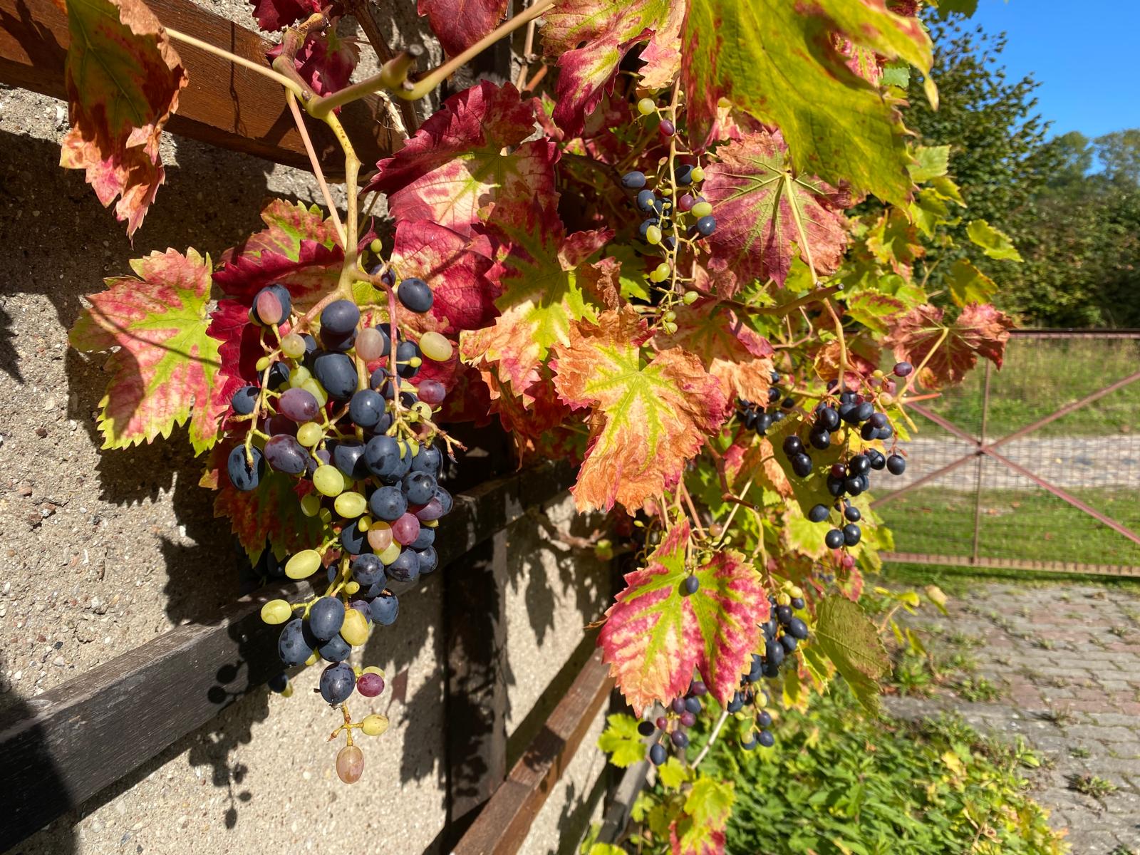 Nardevitz auf Rügen