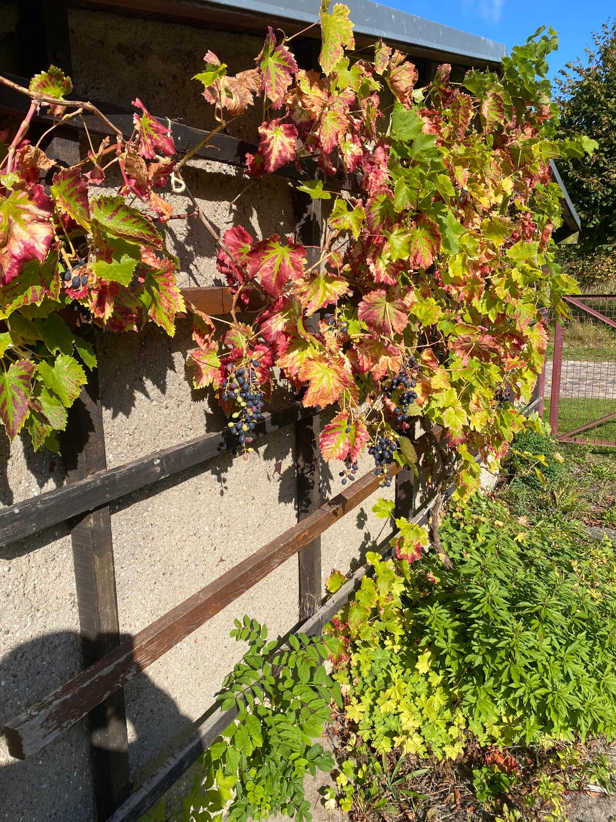 Nardevitz auf Rügen